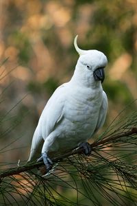 Preview wallpaper parrot, cockatoo, white, bird