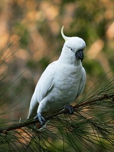 Preview wallpaper parrot, cockatoo, white, bird