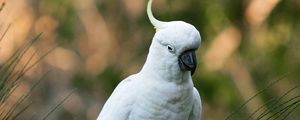 Preview wallpaper parrot, cockatoo, white, bird