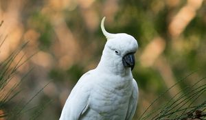 Preview wallpaper parrot, cockatoo, white, bird