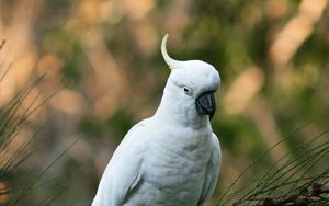 Preview wallpaper parrot, cockatoo, white, bird