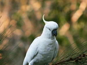 Preview wallpaper parrot, cockatoo, white, bird