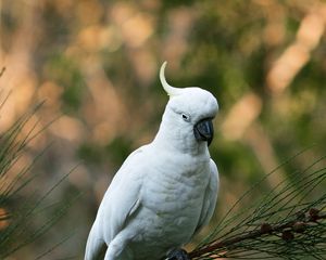 Preview wallpaper parrot, cockatoo, white, bird