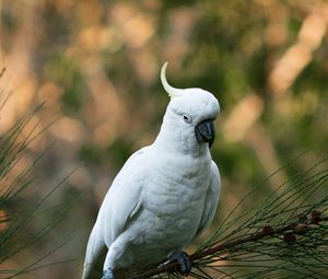 Preview wallpaper parrot, cockatoo, white, bird