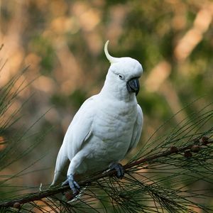 Preview wallpaper parrot, cockatoo, white, bird