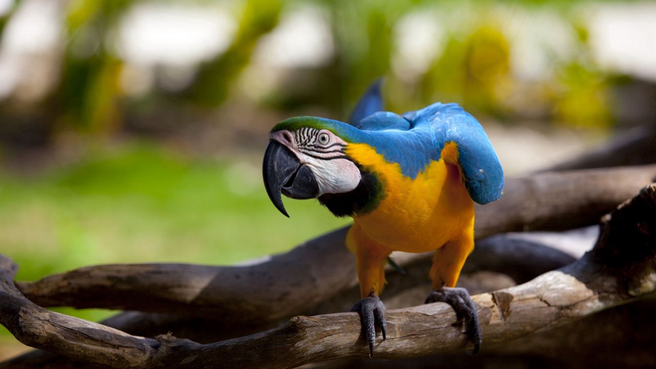 Wallpaper parrot, color, beak, wings, branch, bird