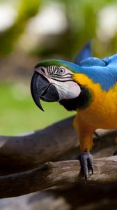 Preview wallpaper parrot, color, beak, wings, branch, bird