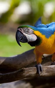 Preview wallpaper parrot, color, beak, wings, branch, bird