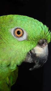 Preview wallpaper parrot, color, bird, feathers