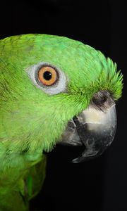 Preview wallpaper parrot, color, bird, feathers