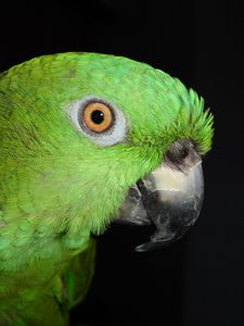 Preview wallpaper parrot, color, bird, feathers