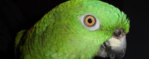 Preview wallpaper parrot, color, bird, feathers