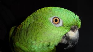 Preview wallpaper parrot, color, bird, feathers