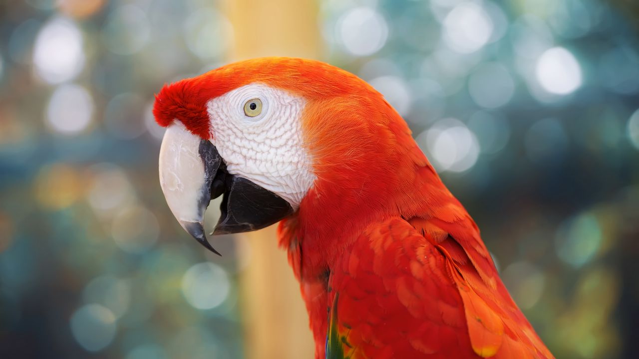 Wallpaper parrot, color, blur