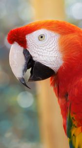 Preview wallpaper parrot, color, blur