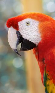 Preview wallpaper parrot, color, blur