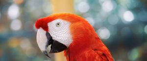 Preview wallpaper parrot, color, blur