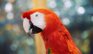 Preview wallpaper parrot, color, blur