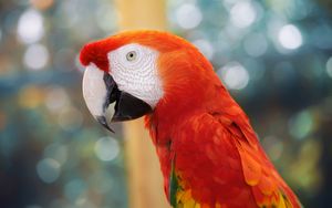 Preview wallpaper parrot, color, blur