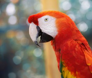 Preview wallpaper parrot, color, blur