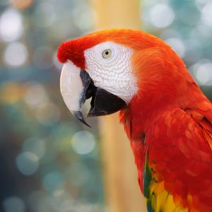 Preview wallpaper parrot, color, blur