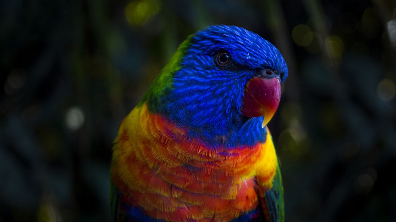 Wallpaper parrot, color, colorful