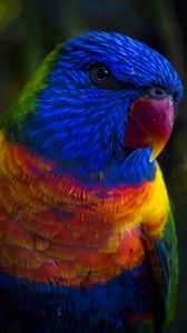 Preview wallpaper parrot, color, colorful