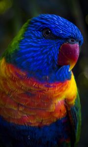 Preview wallpaper parrot, color, colorful