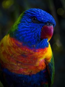 Preview wallpaper parrot, color, colorful