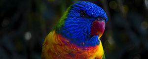 Preview wallpaper parrot, color, colorful