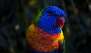 Preview wallpaper parrot, color, colorful