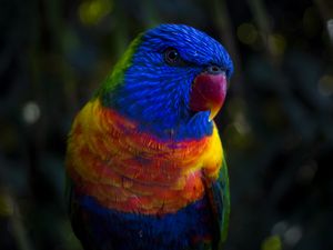 Preview wallpaper parrot, color, colorful