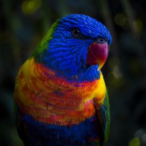 Preview wallpaper parrot, color, colorful