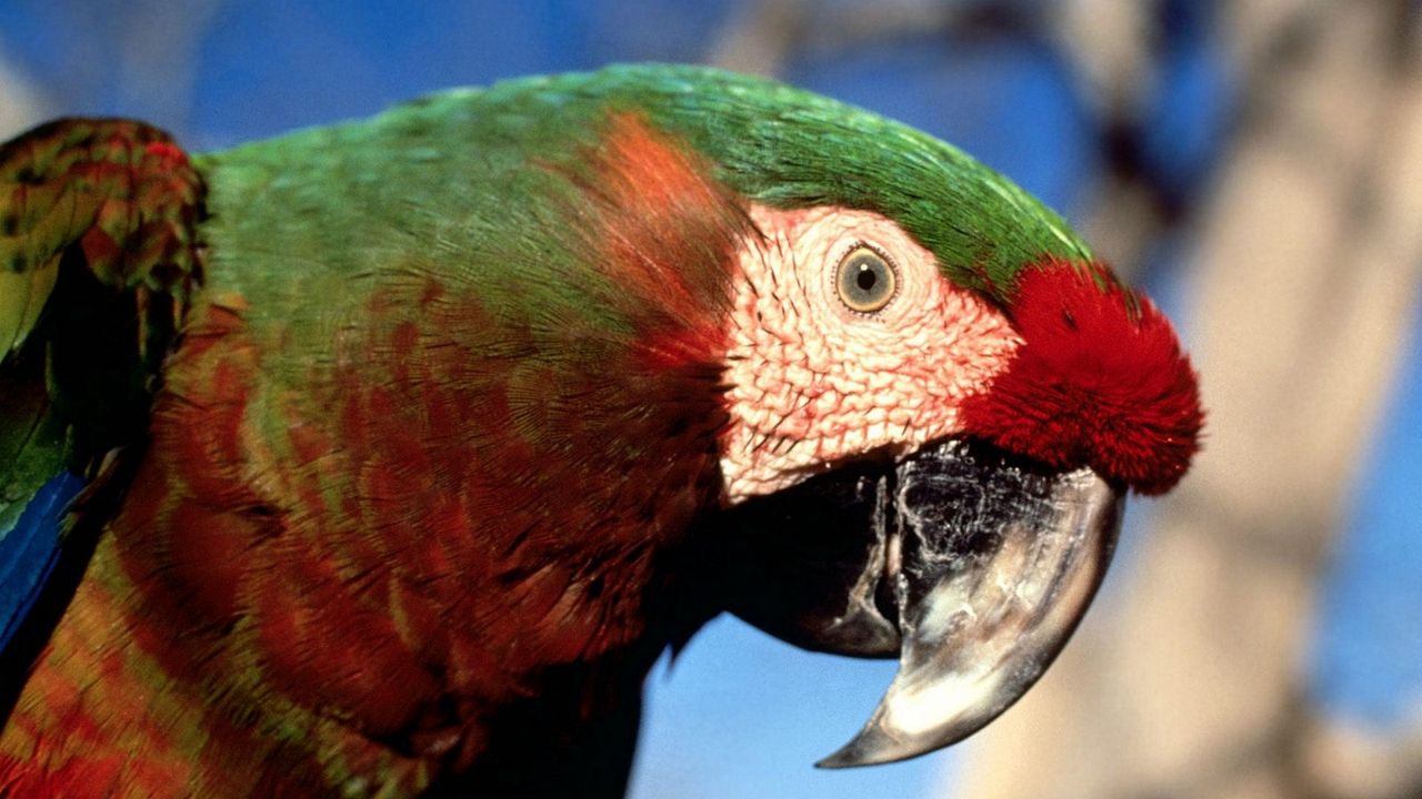Wallpaper parrot, color, colorful, beak