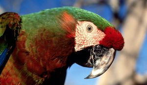 Preview wallpaper parrot, color, colorful, beak