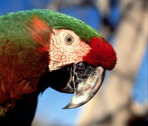 Preview wallpaper parrot, color, colorful, beak
