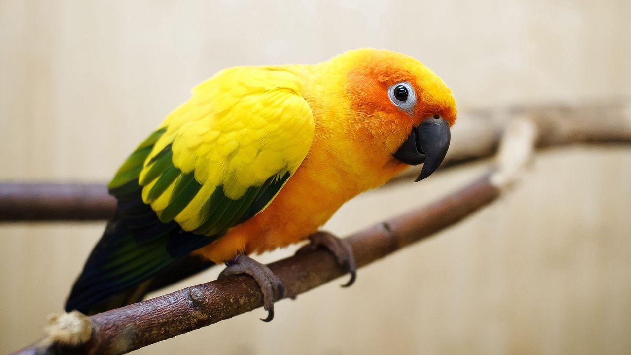 Wallpaper parrot, color, feathers, bird
