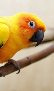 Preview wallpaper parrot, color, feathers, bird