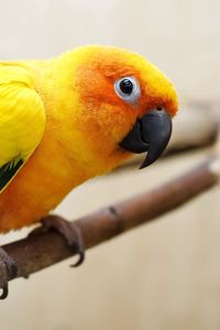 Preview wallpaper parrot, color, feathers, bird