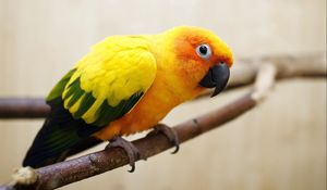 Preview wallpaper parrot, color, feathers, bird