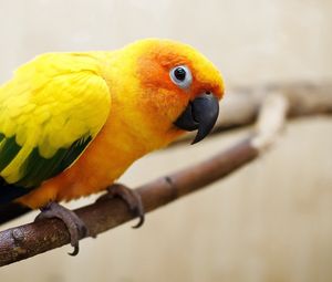 Preview wallpaper parrot, color, feathers, bird