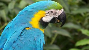 Preview wallpaper parrot, colored, beak, feathers