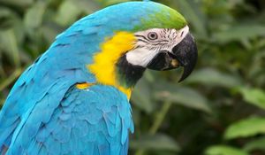 Preview wallpaper parrot, colored, beak, feathers