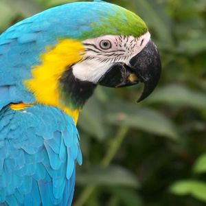 Preview wallpaper parrot, colored, beak, feathers