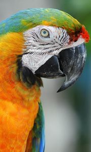 Preview wallpaper parrot, colorful, beak