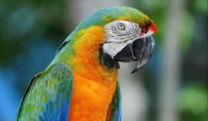 Preview wallpaper parrot, colorful, beak