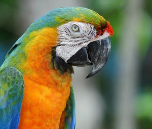 Preview wallpaper parrot, colorful, beak