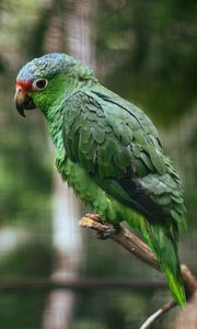 Preview wallpaper parrot, colorful, bird, branch