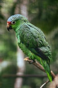 Preview wallpaper parrot, colorful, bird, branch