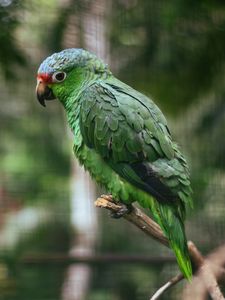 Preview wallpaper parrot, colorful, bird, branch